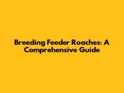 Breeding Feeder Roaches: A Comprehensive Guide