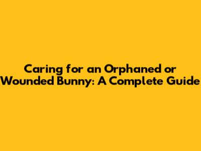 Caring for an Orphaned or Wounded Bunny: A Complete Guide