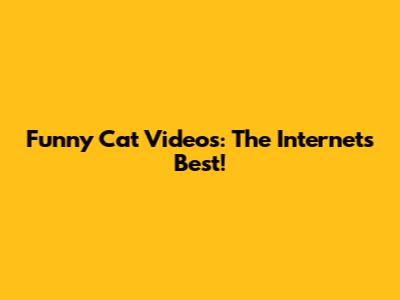 Funny Cat Videos: The Internet's Best!