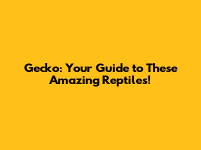 Gecko: Your Guide to These Amazing Reptiles!