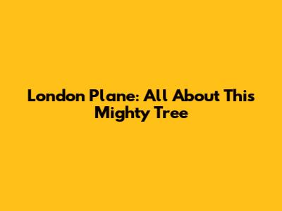 London Plane: All About This Mighty Tree