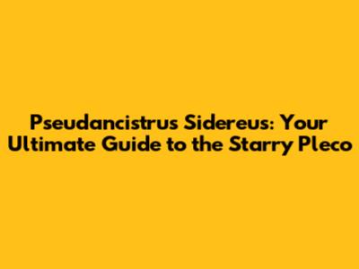 Pseudancistrus Sidereus: Your Ultimate Guide to the Starry Pleco