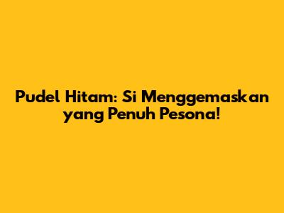Pudel Hitam: Si Menggemaskan yang Penuh Pesona!