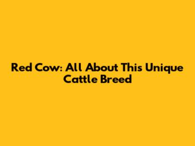 Red Cow: All About This Unique Cattle Breed