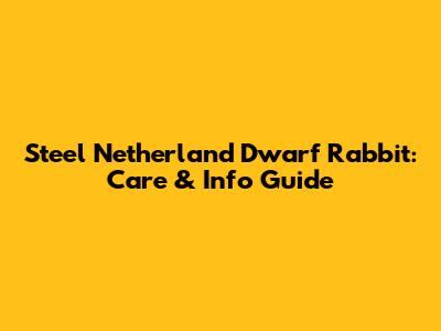 Steel Netherland Dwarf Rabbit: Care & Info Guide