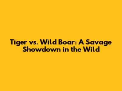 Tiger vs. Wild Boar: A Savage Showdown in the Wild