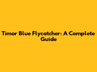 Timor Blue Flycatcher: A Complete Guide
