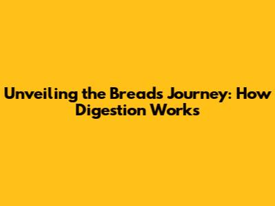 Unveiling the Bread's Journey: How Digestion Works