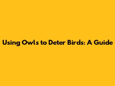 Using Owls to Deter Birds: A Guide