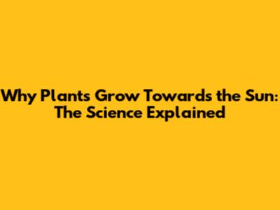 Why Plants Grow Towards the Sun: The Science Explained